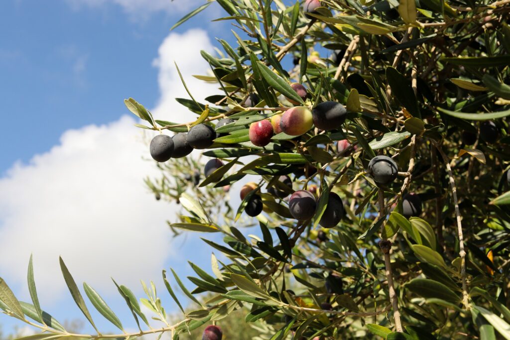 IL VERO OLIO EXTRAVERGINE